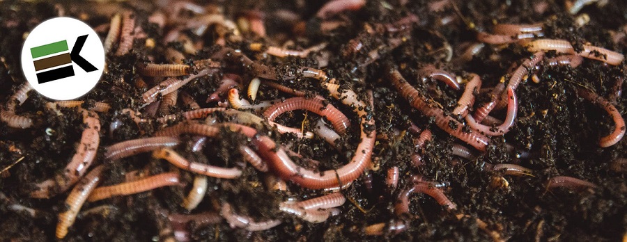 Kalifornské dážďovky cena predaj_1